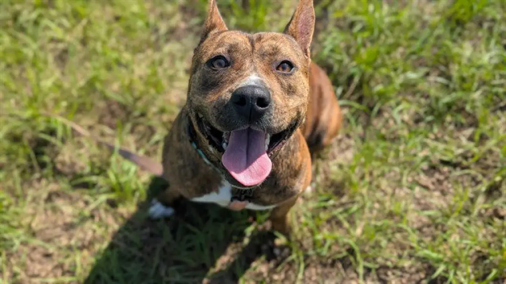 PERLA