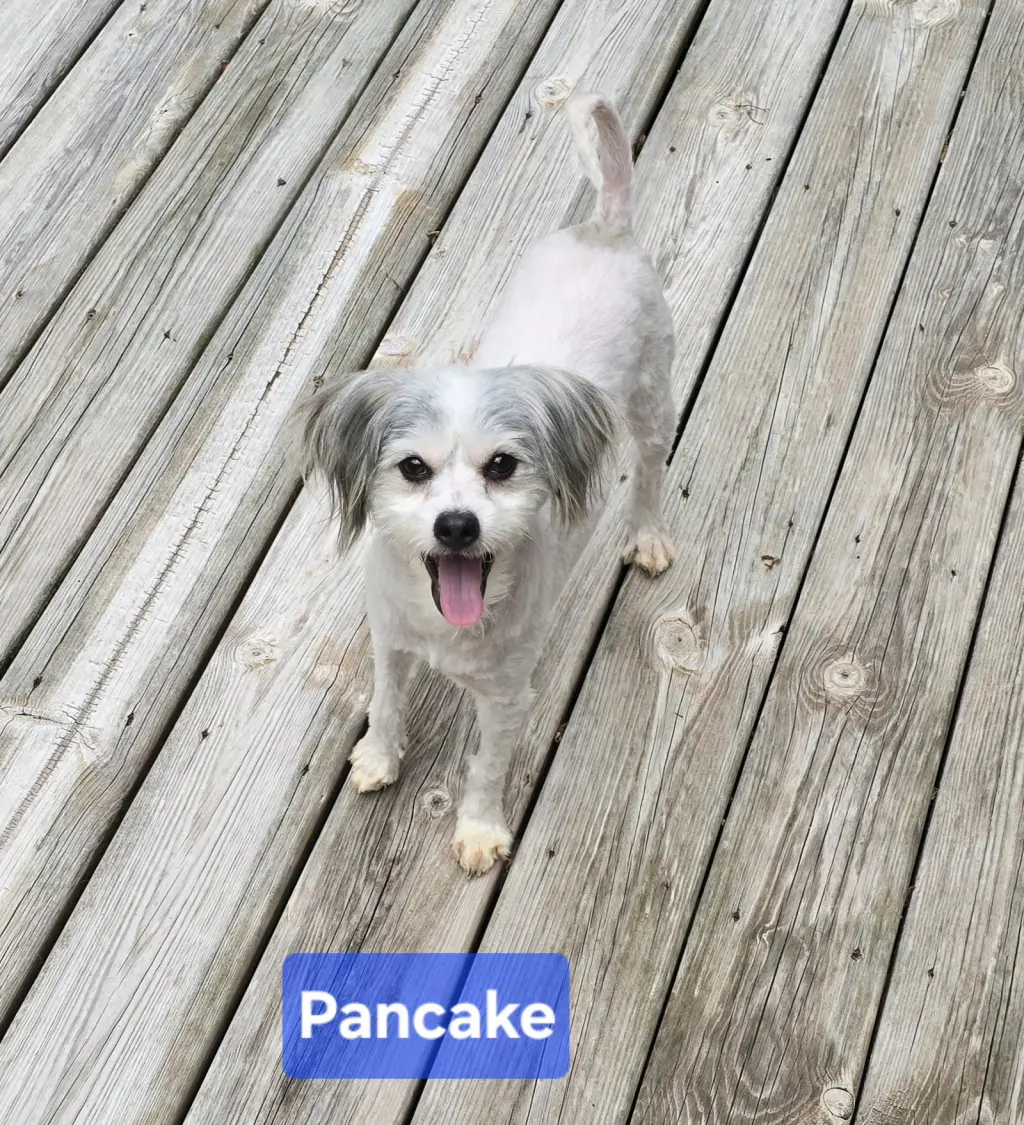 Pancake