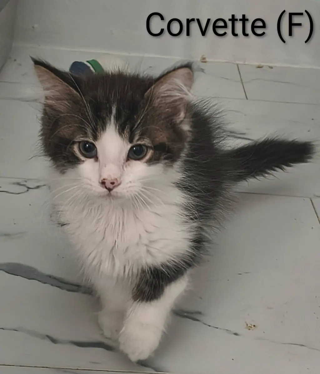 Corvette