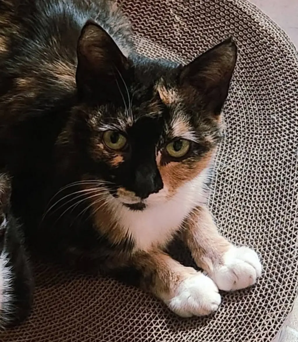 Mamma Mila