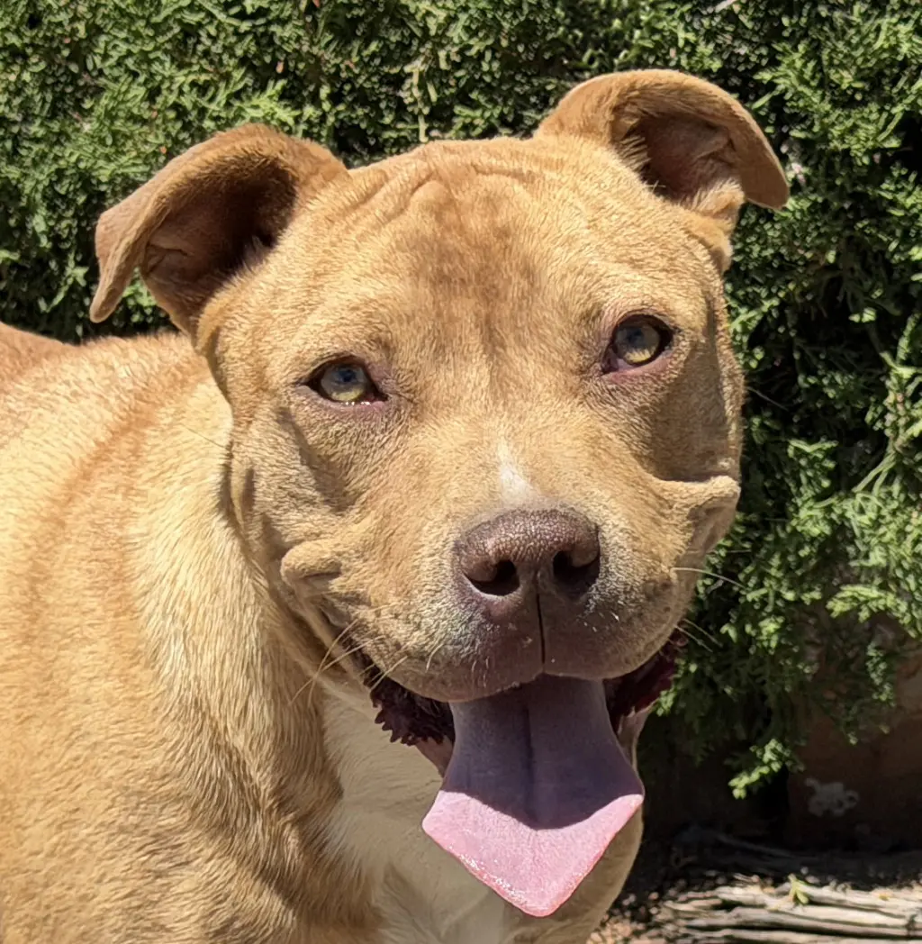 Charismatic Mr Claudio ~ American Bully