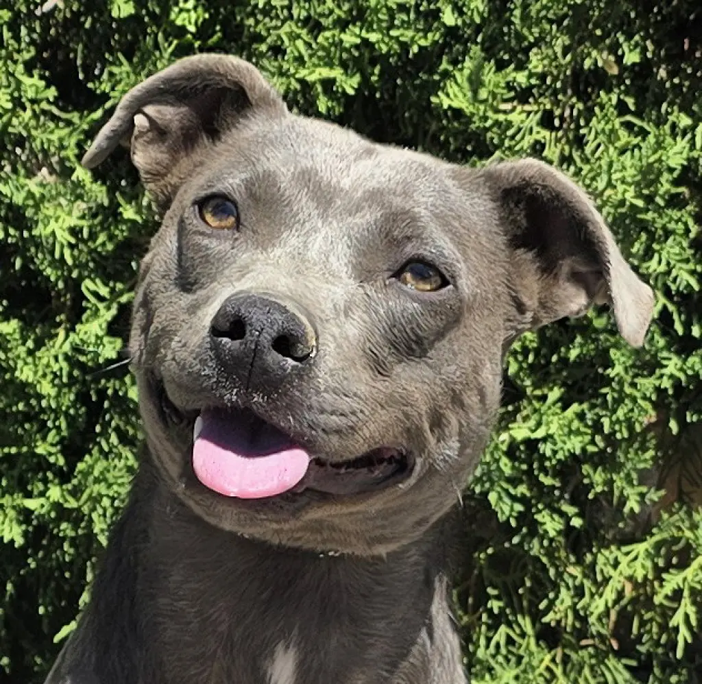 Affectionate Ms Azula ~ Glorious Pup !