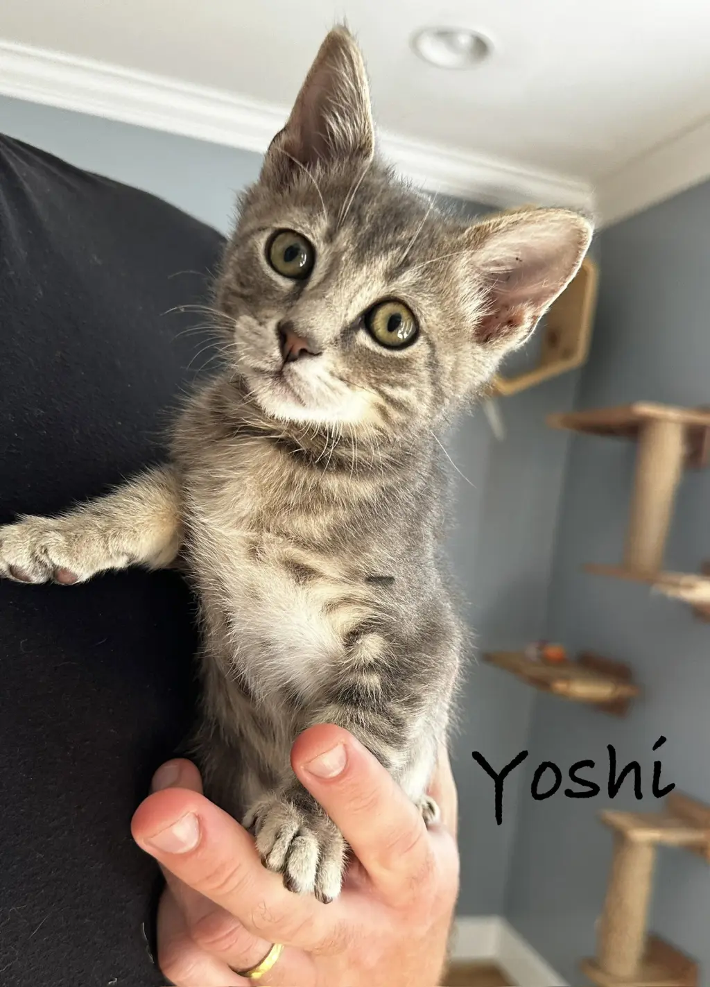 Yoshi