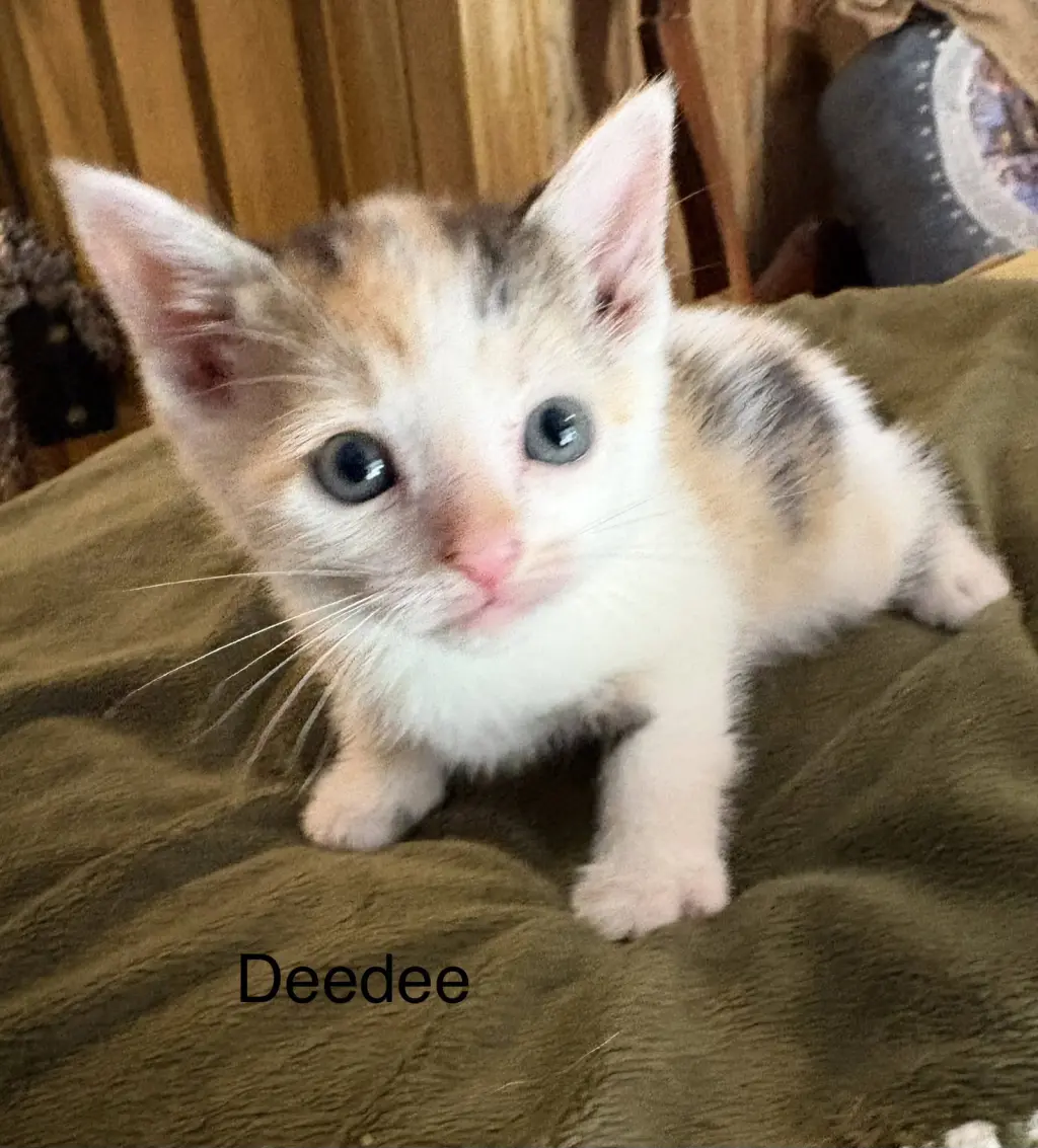 ceecee. (sc)