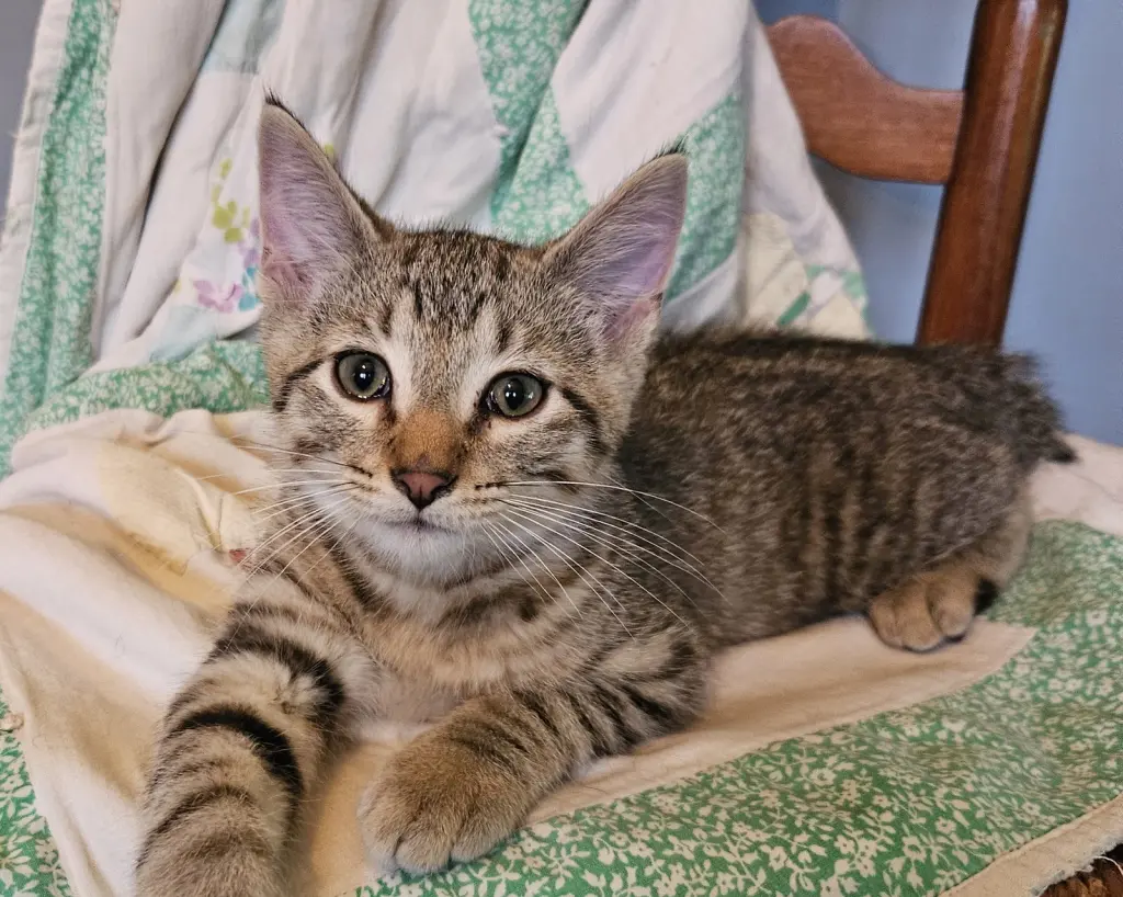 Bowie