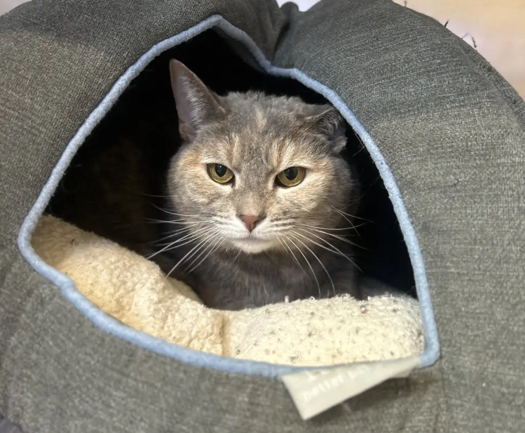 Hazel
