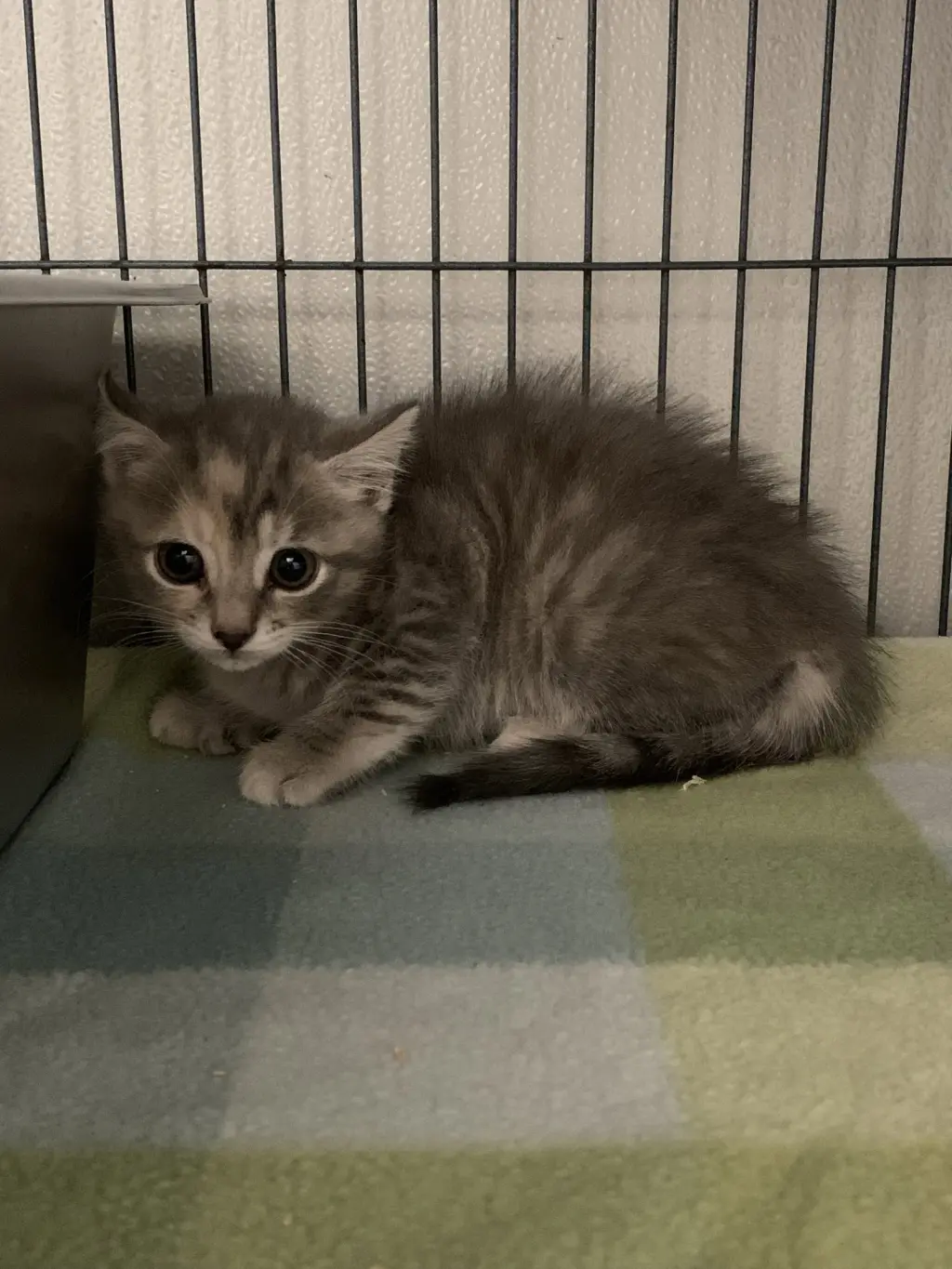 Nixie