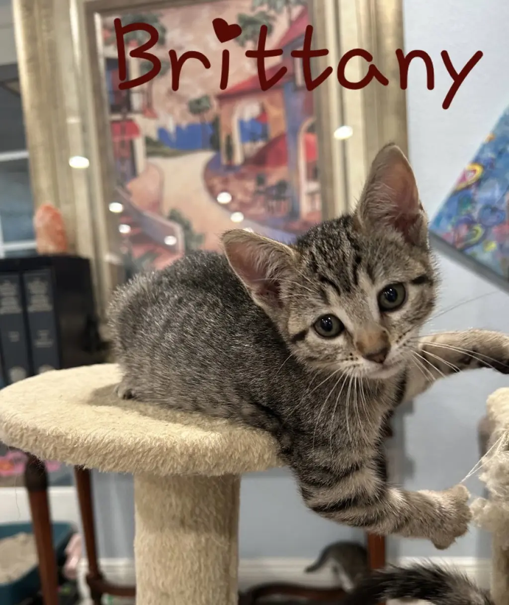 Brittany