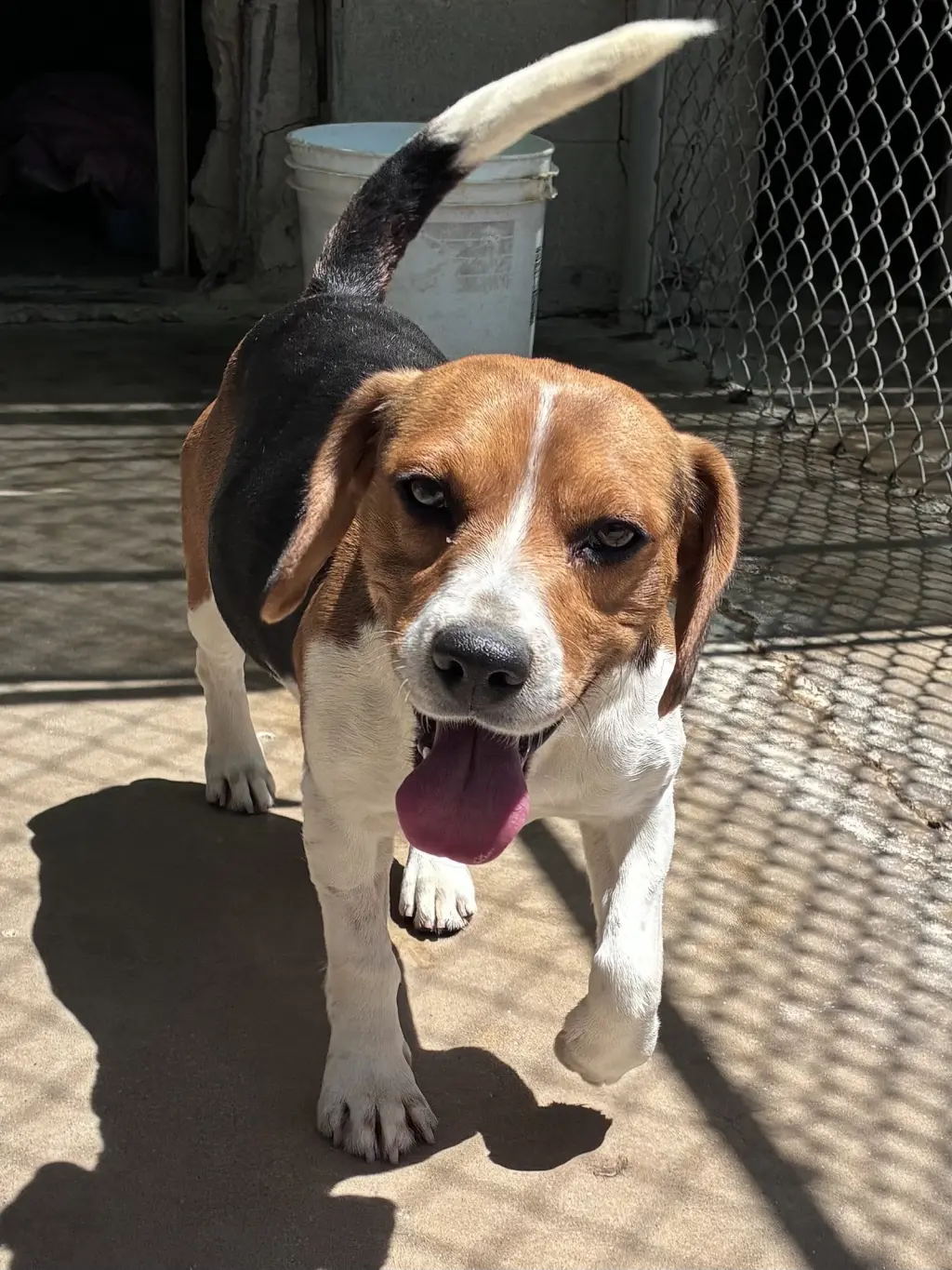 Moxie-ADOPTED 6/14/26