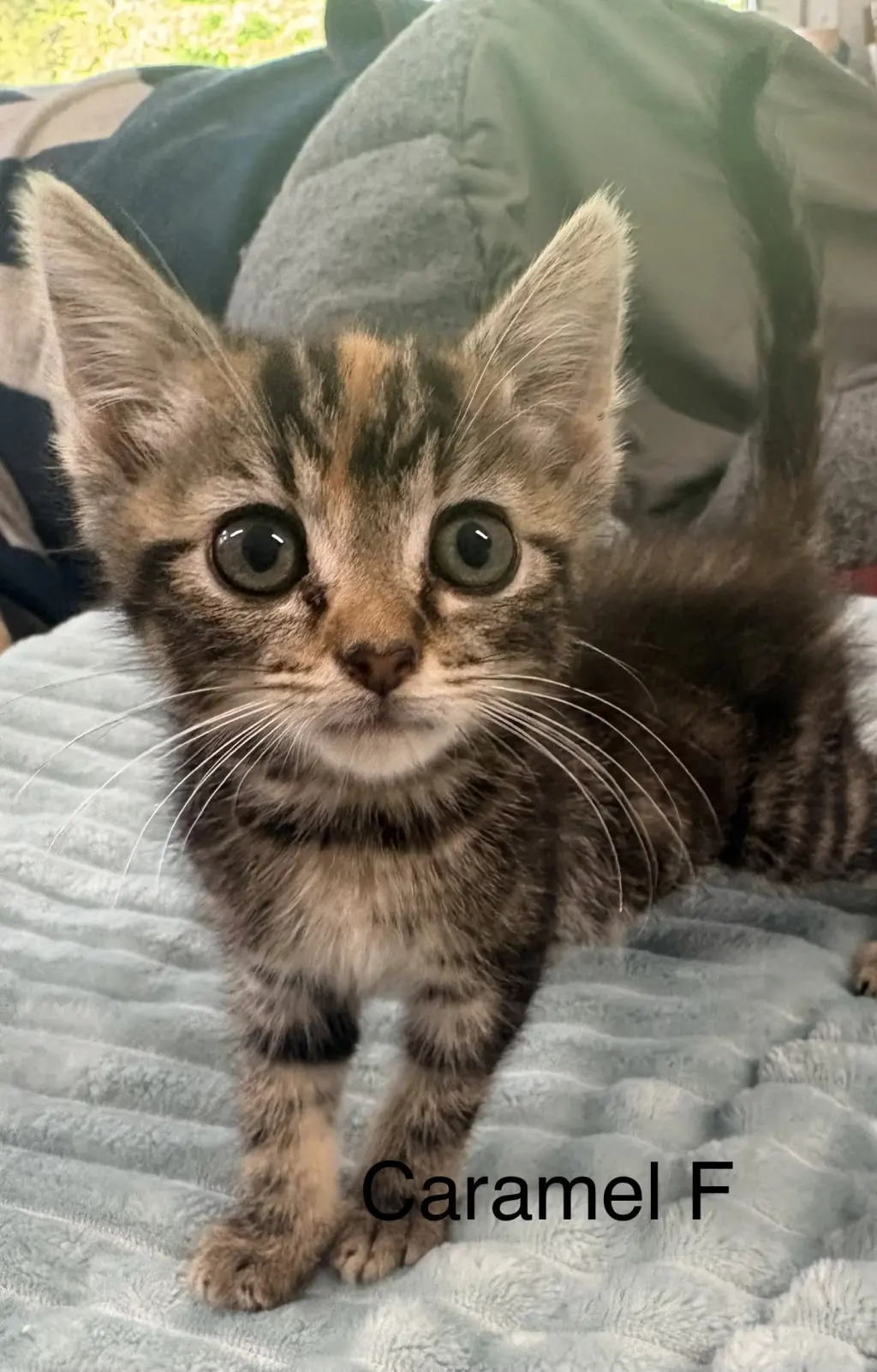 Caramel (lh)