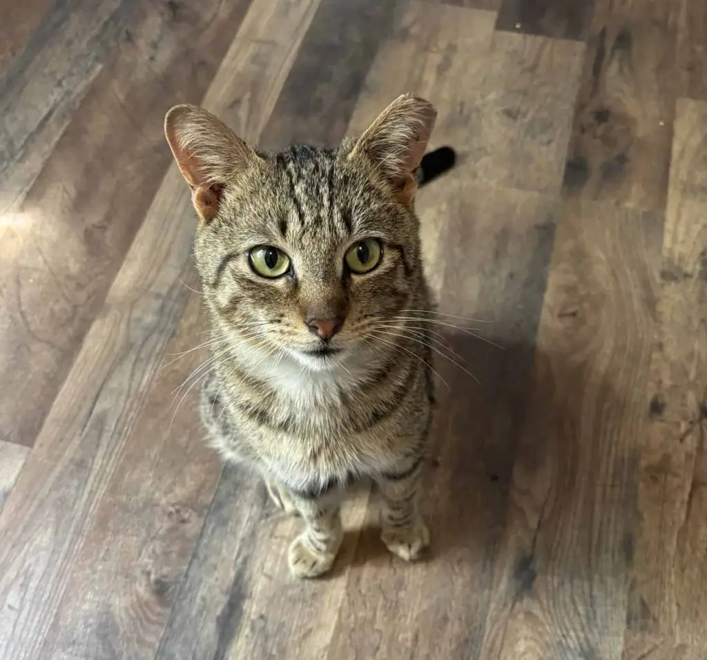 Tucker Kitty