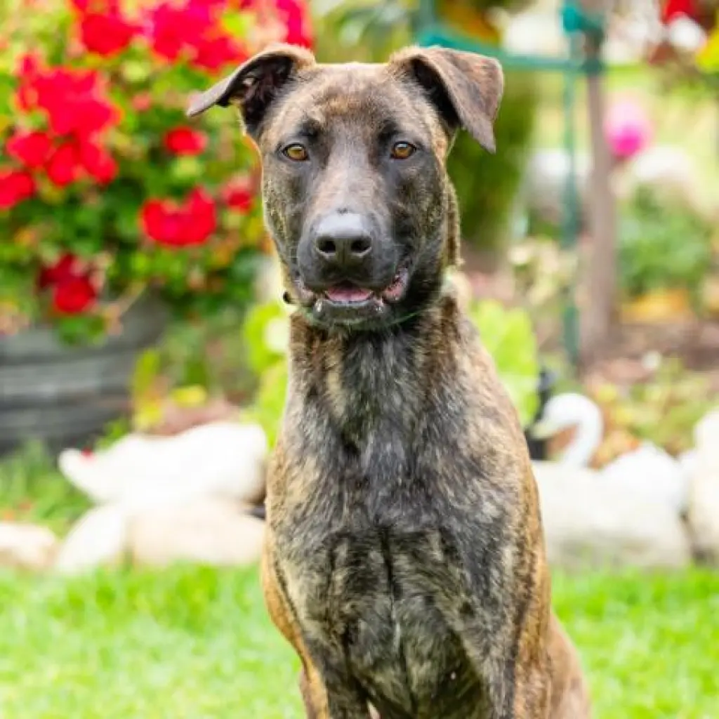 COCO
