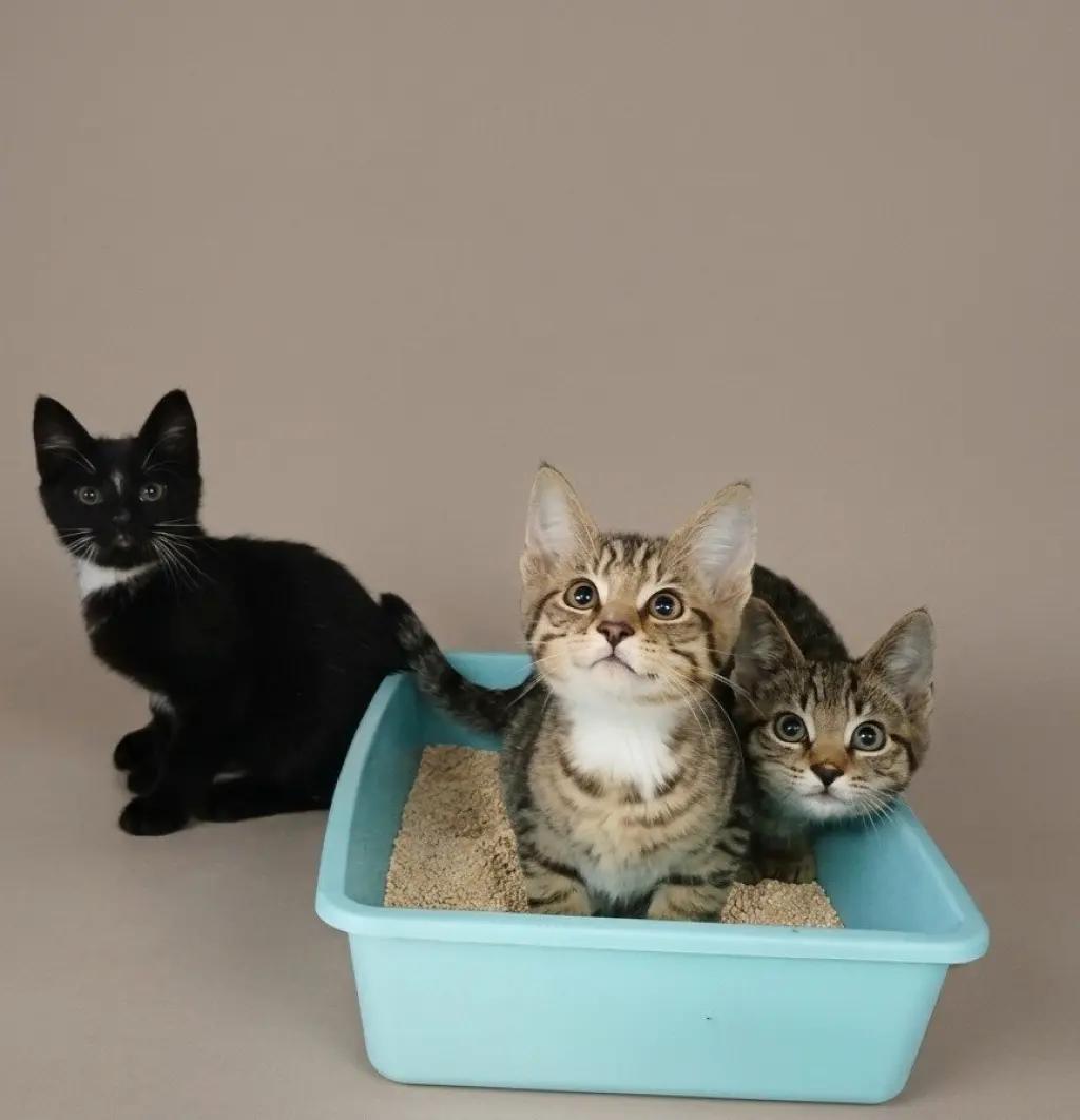 Sweet Kittens!