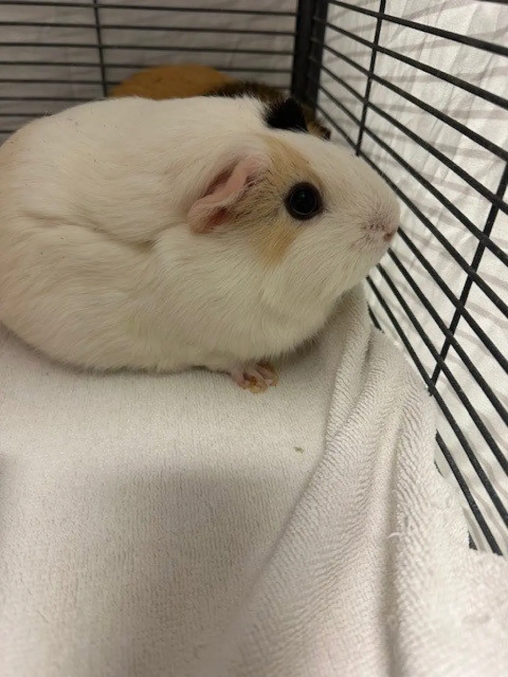 LUNA
