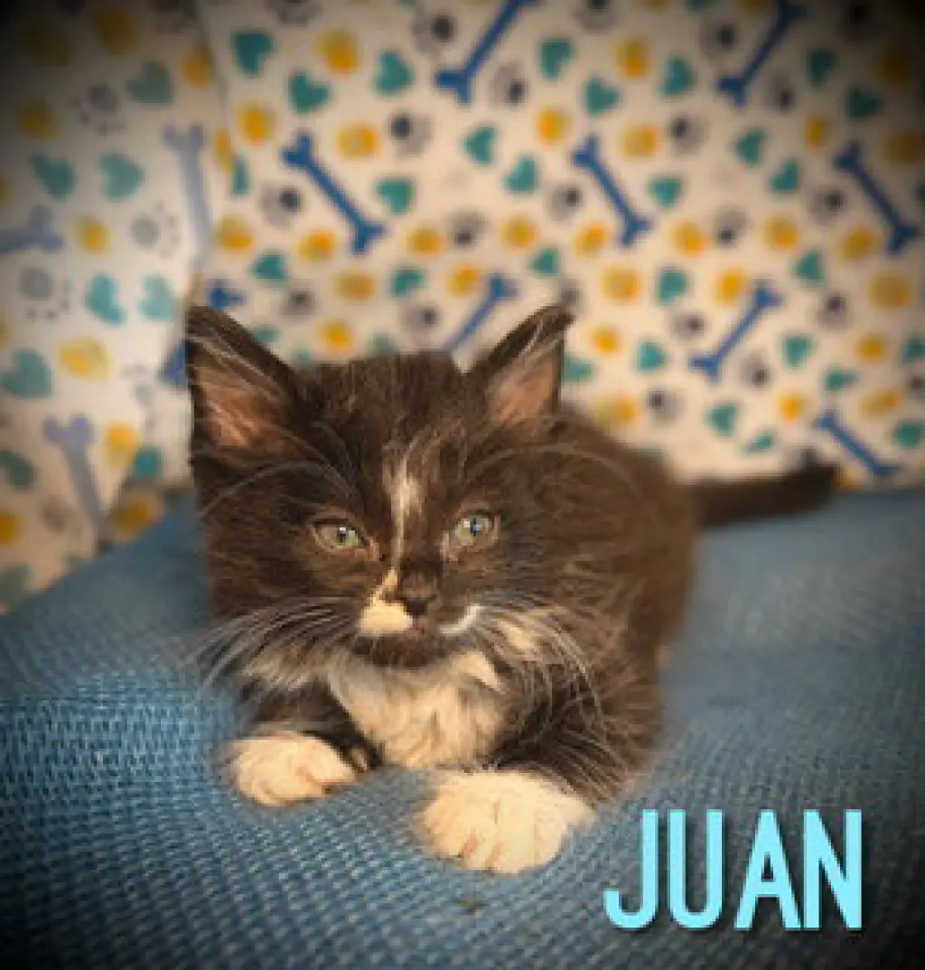 Juan