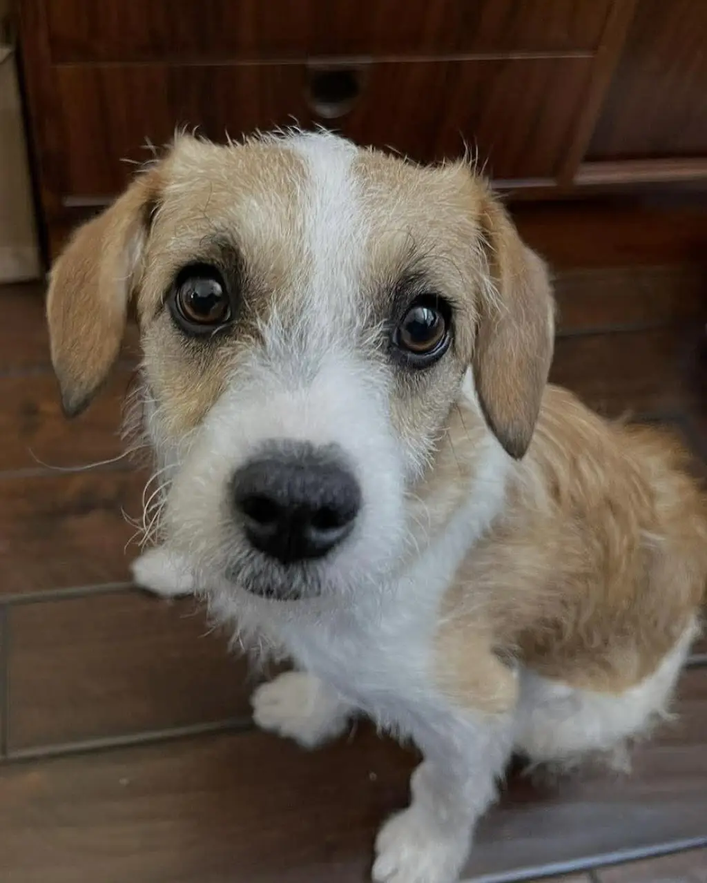 Maple
