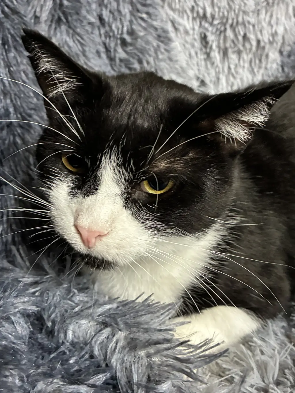 Sylvester