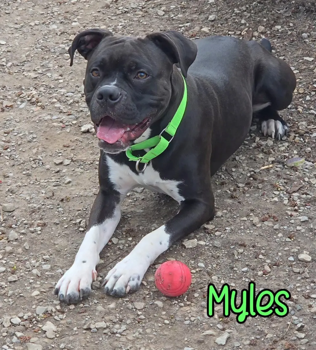 Myles