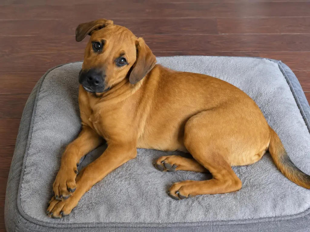 Pip