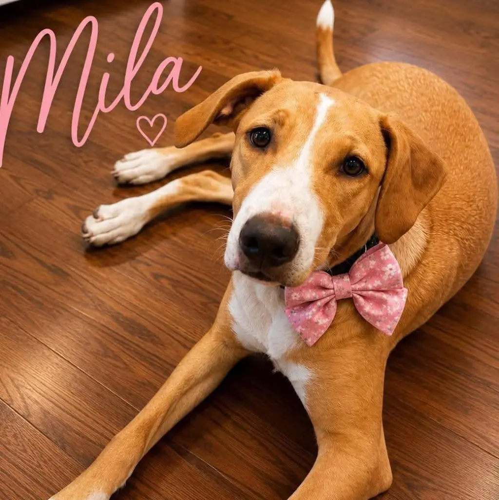 Mila