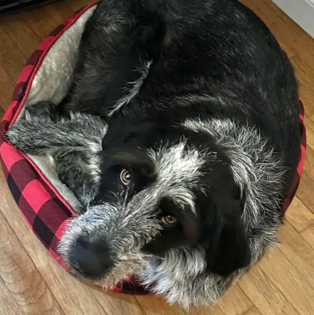 Libby Lou