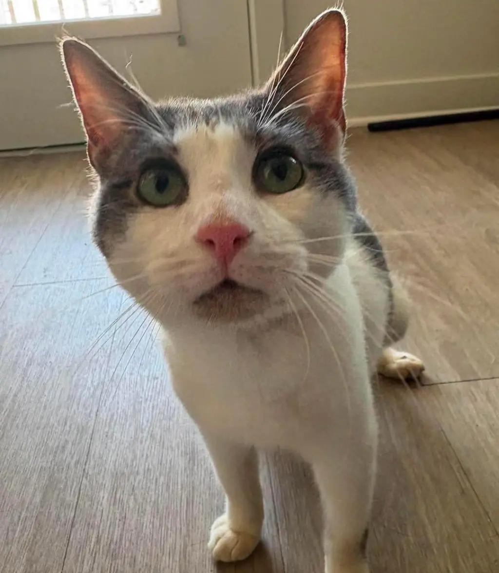 Simon