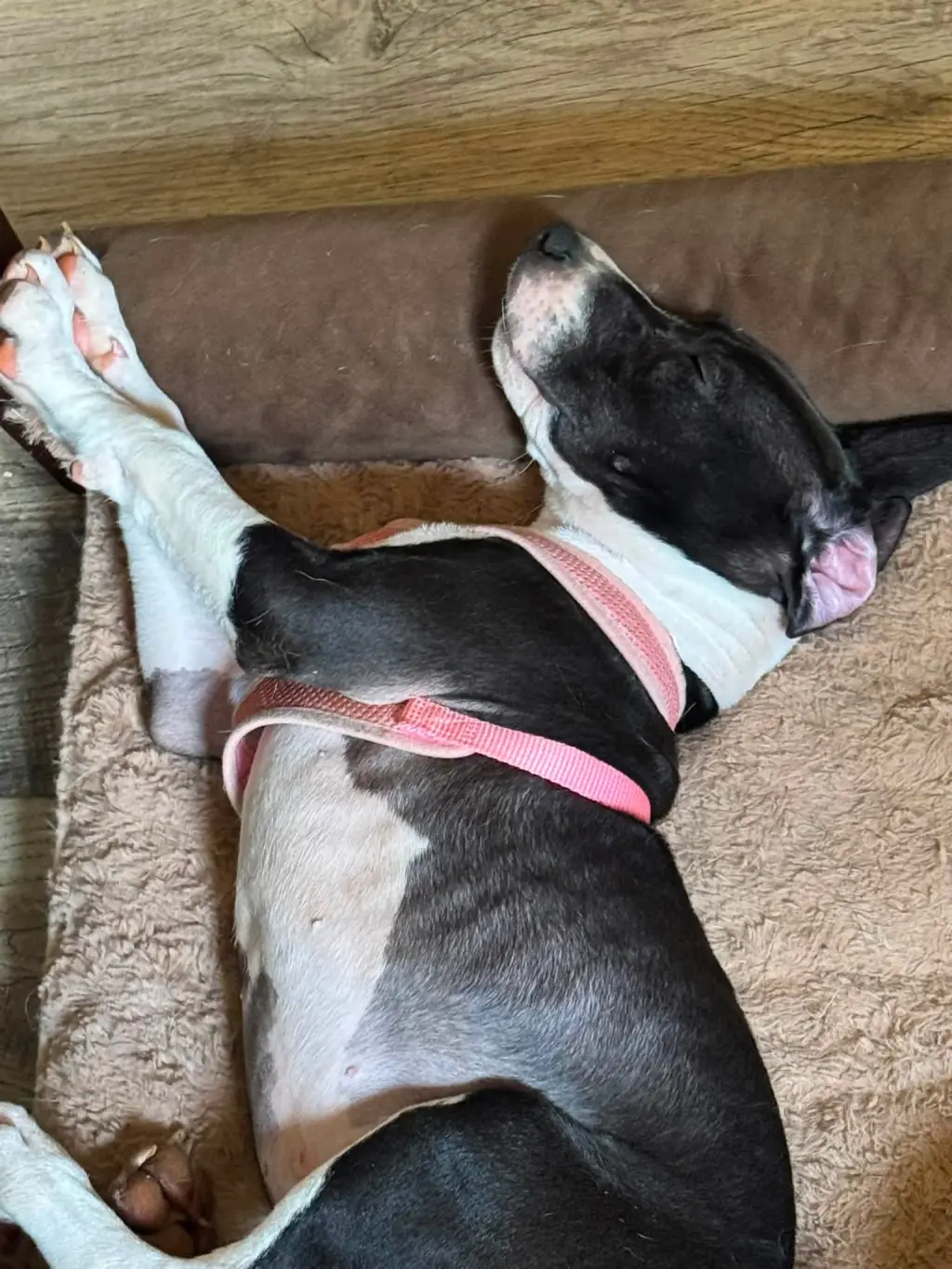 Raina - stormie litter