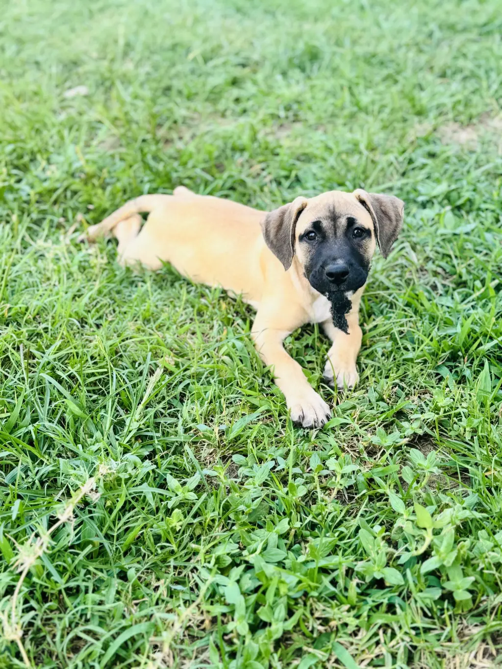 Talia - stormie litter