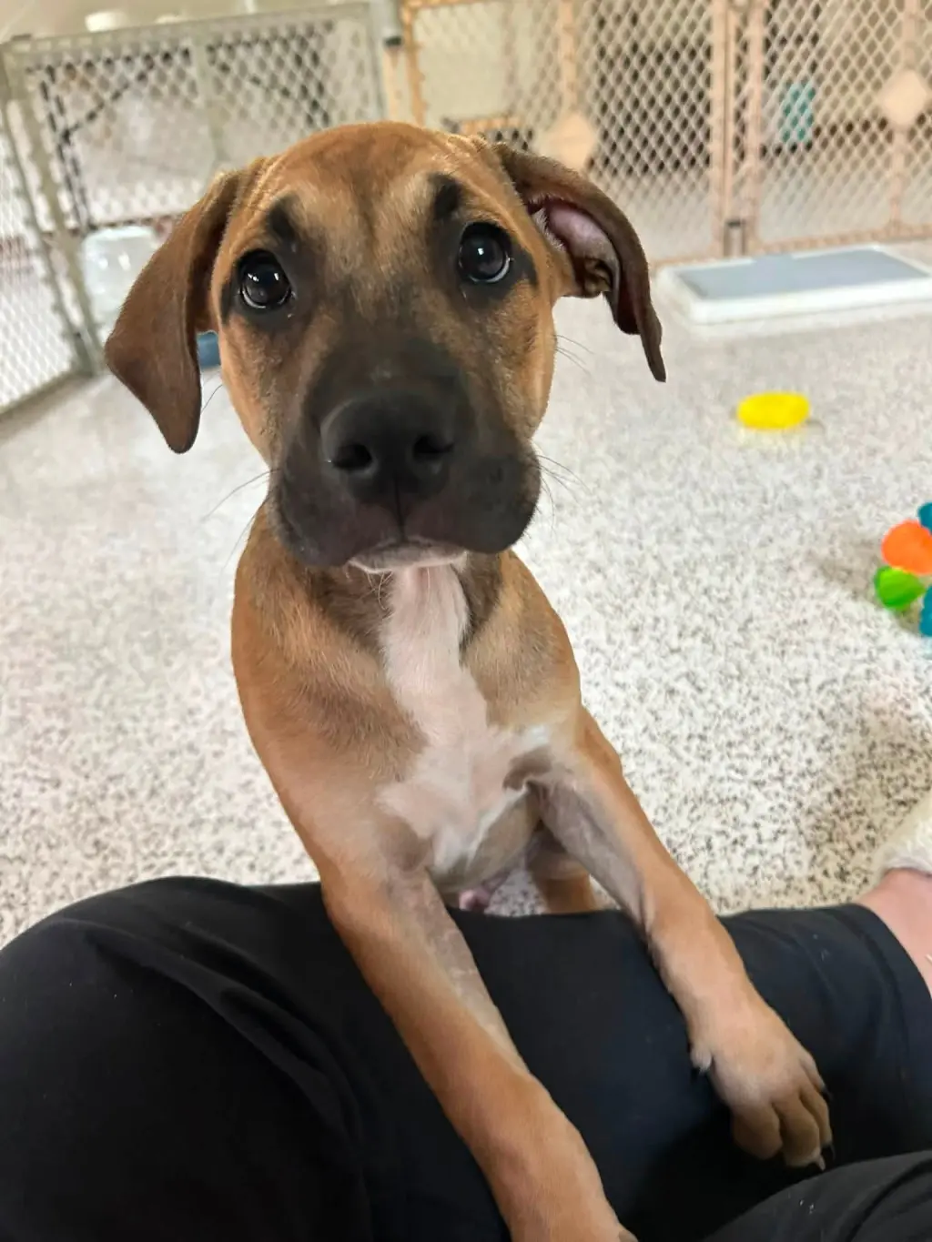 Zephyr- stormie litter