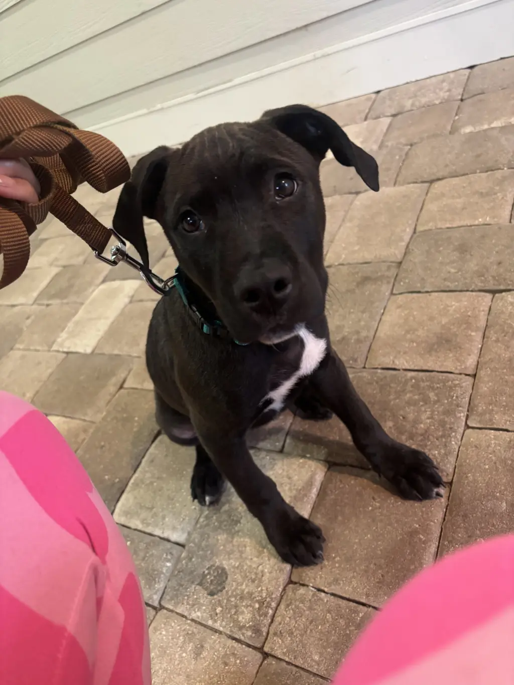 Cyrus- stormie litter