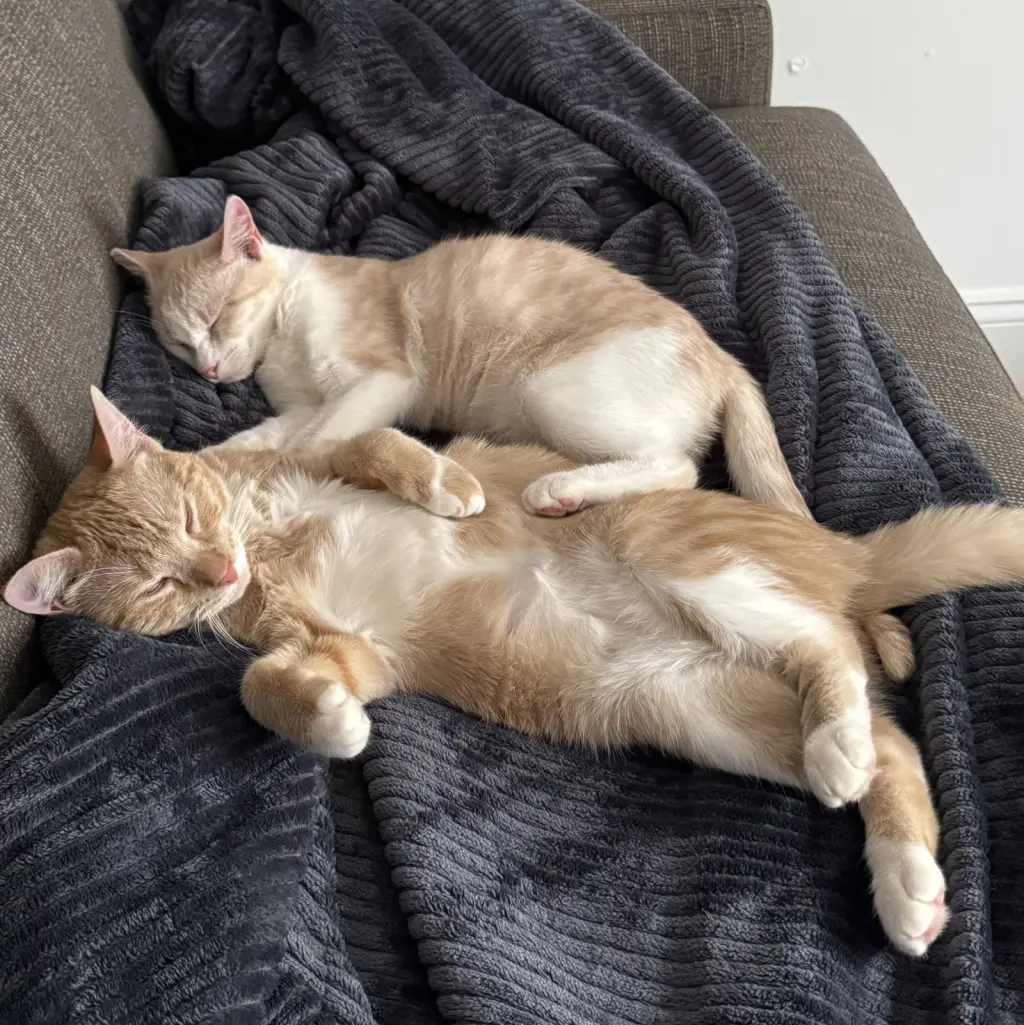 Ginger and Smooch
