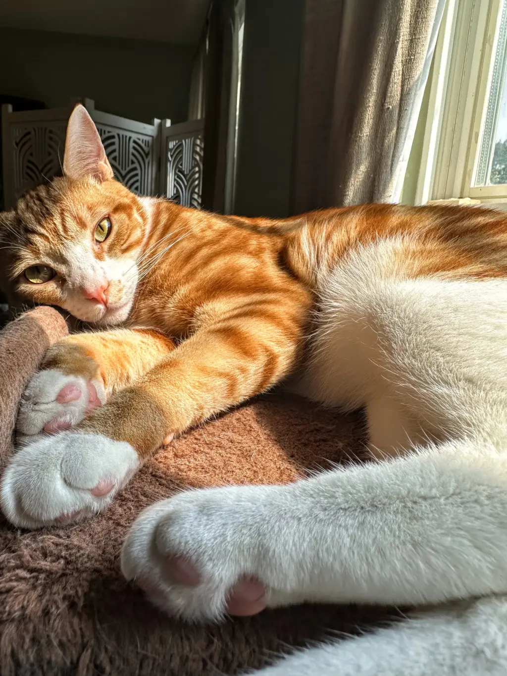Louie, Willow Grove Area, (FCID 12/17/2024-131)