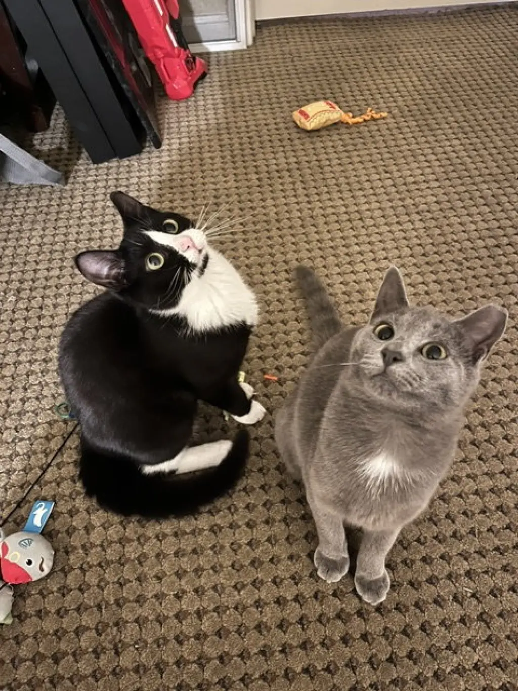 Calista (bonded with June)