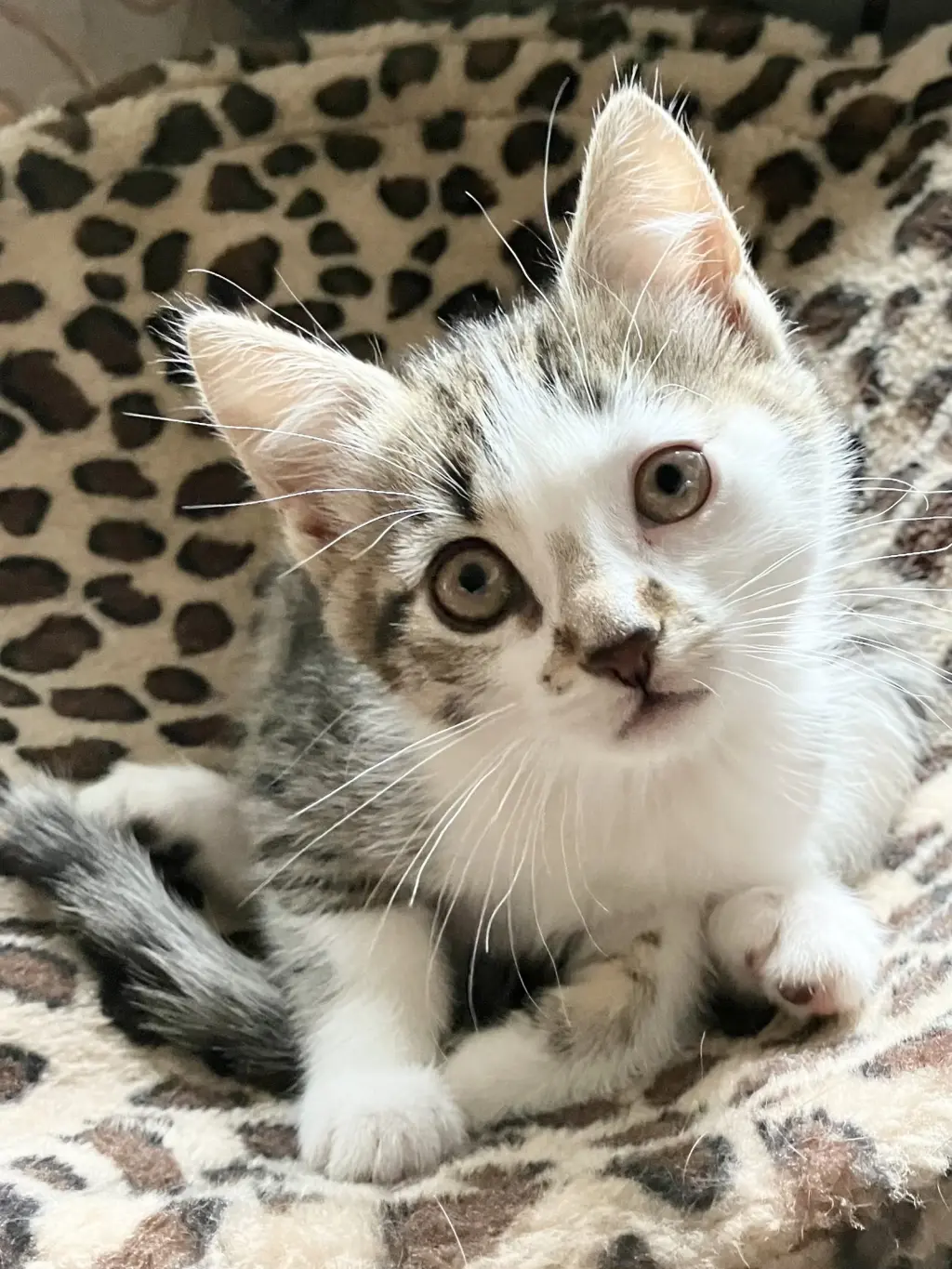 Ayla