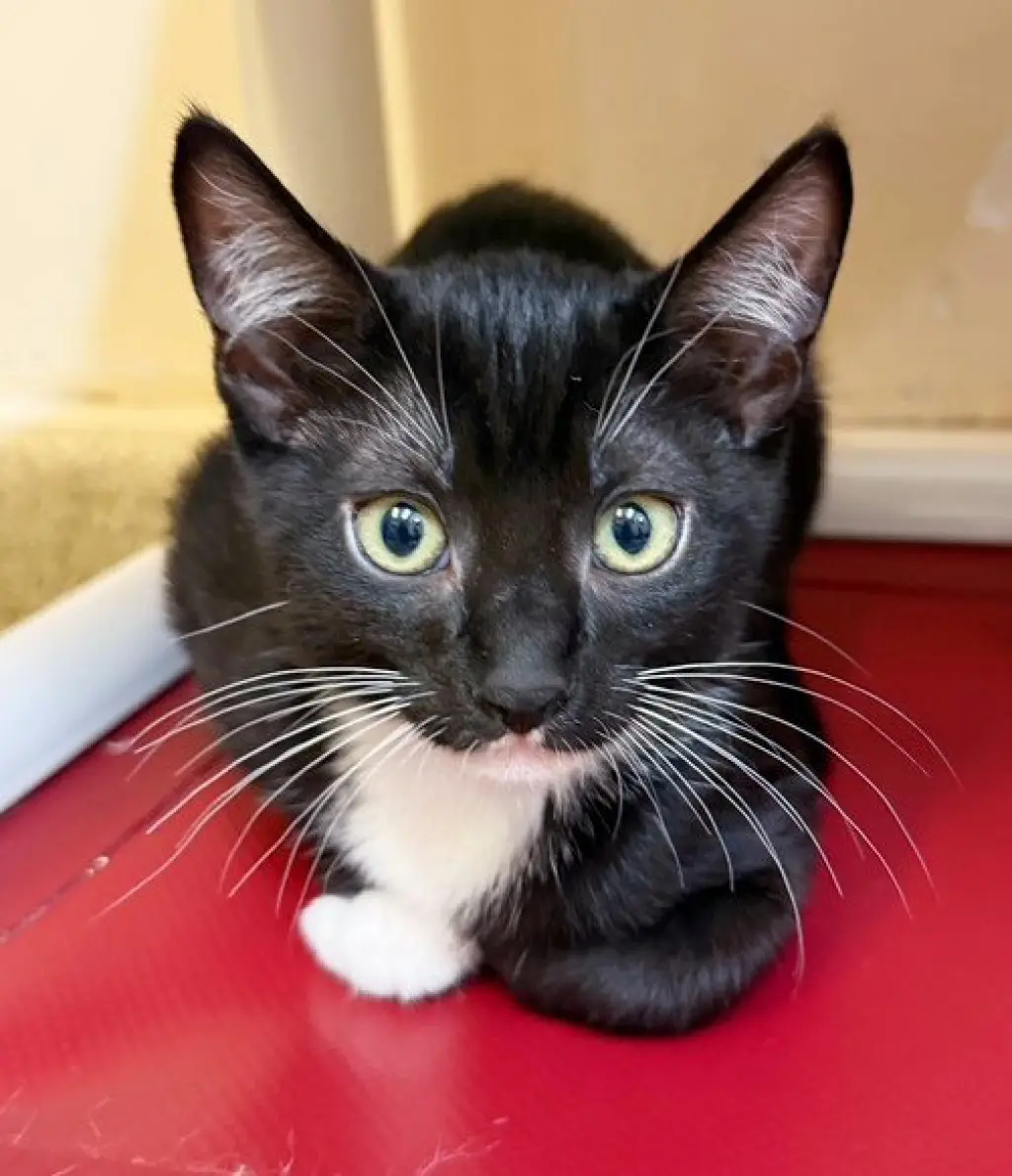 Kitten Sylvie