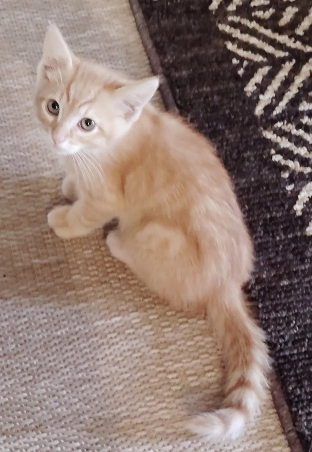 Houdini