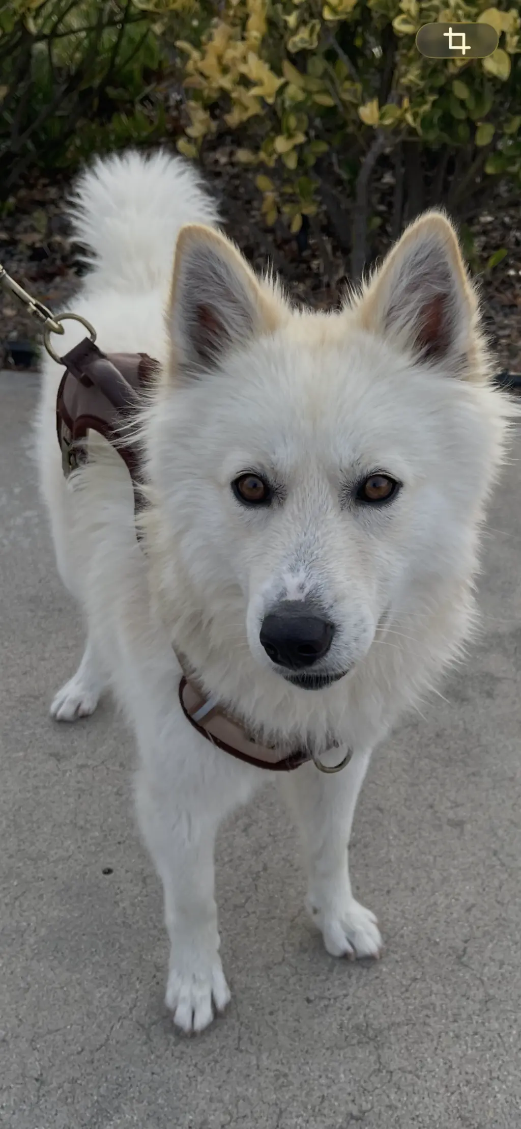 Jasper