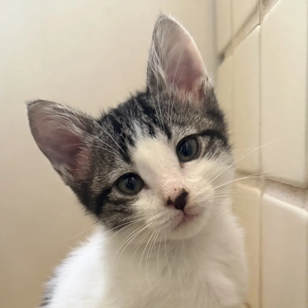 Figaro