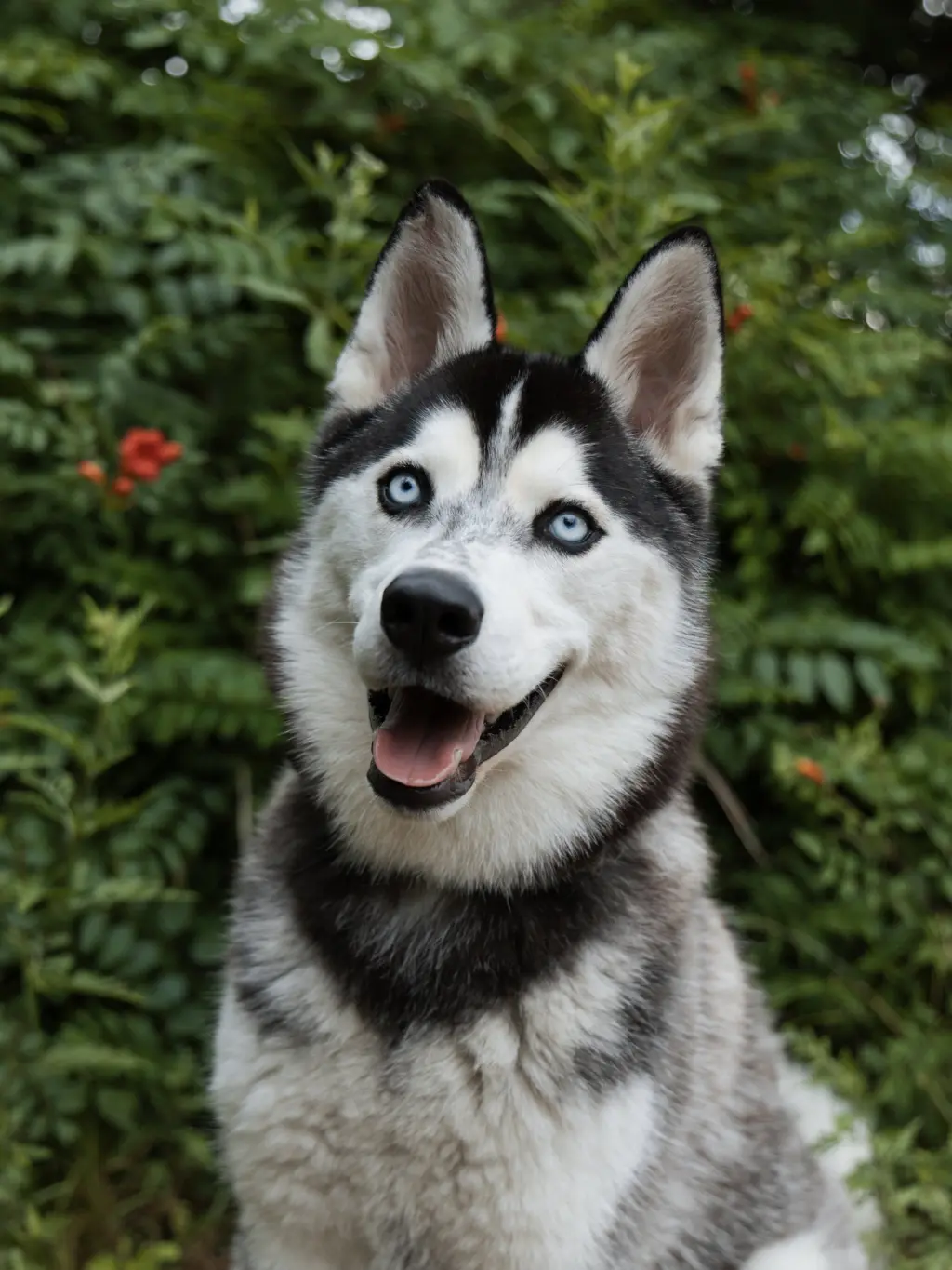 Vogue