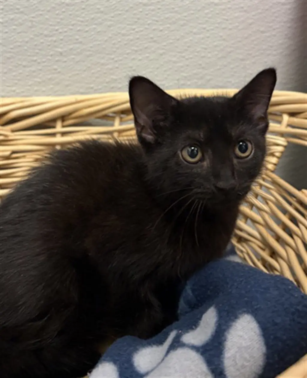 DAPHNE