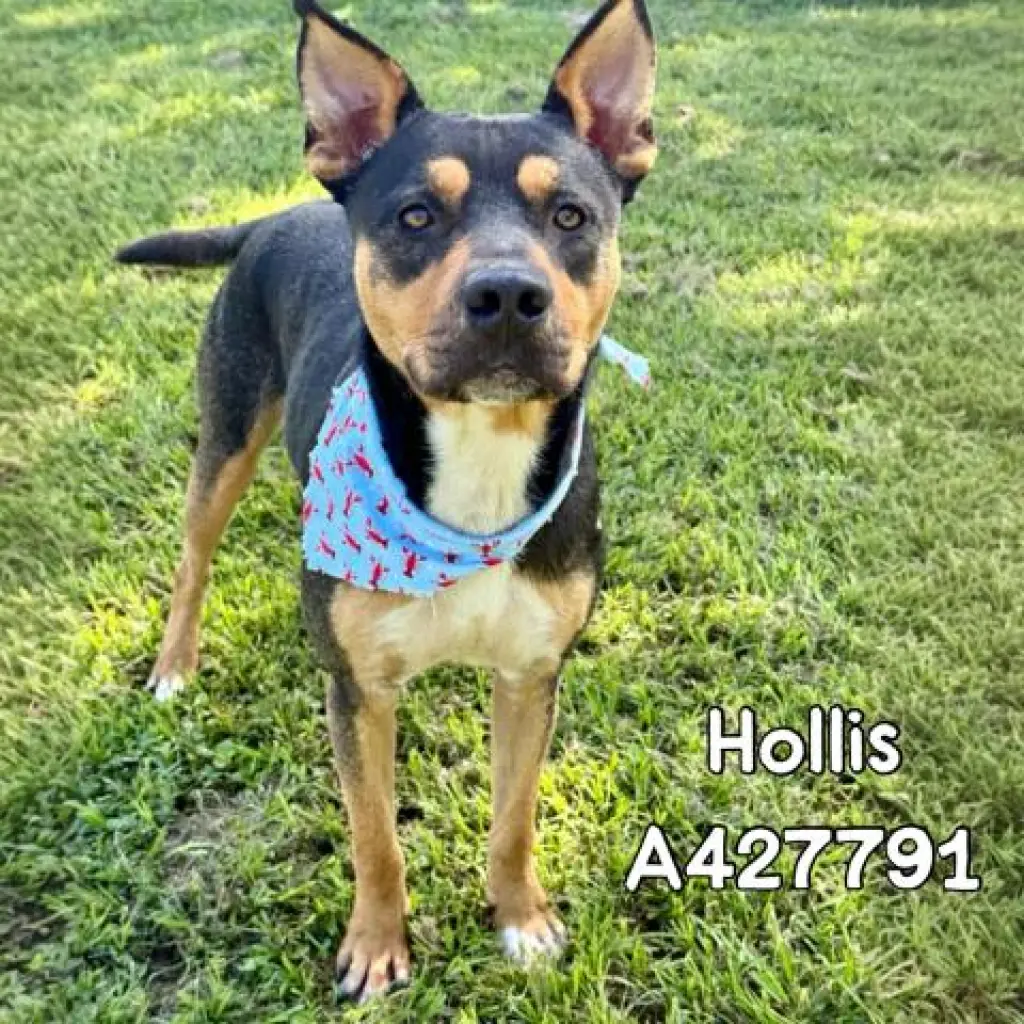 HOLLIS