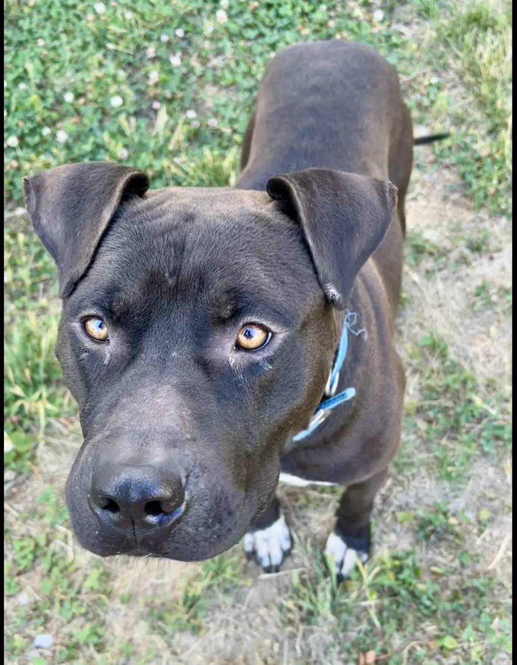 Bubba