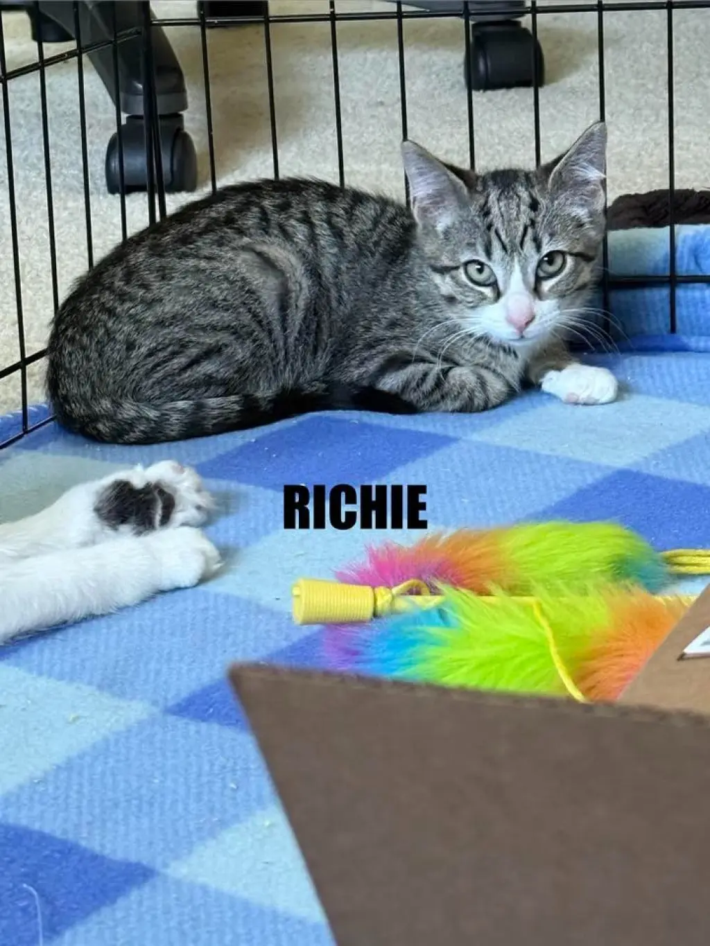 Richie