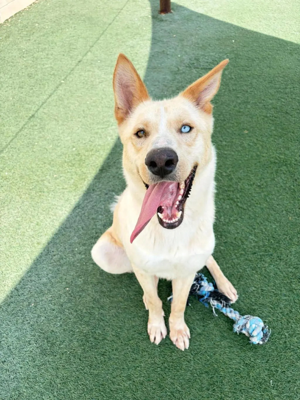 Montana-$75 Adoption Fee! Diamond Dog!
