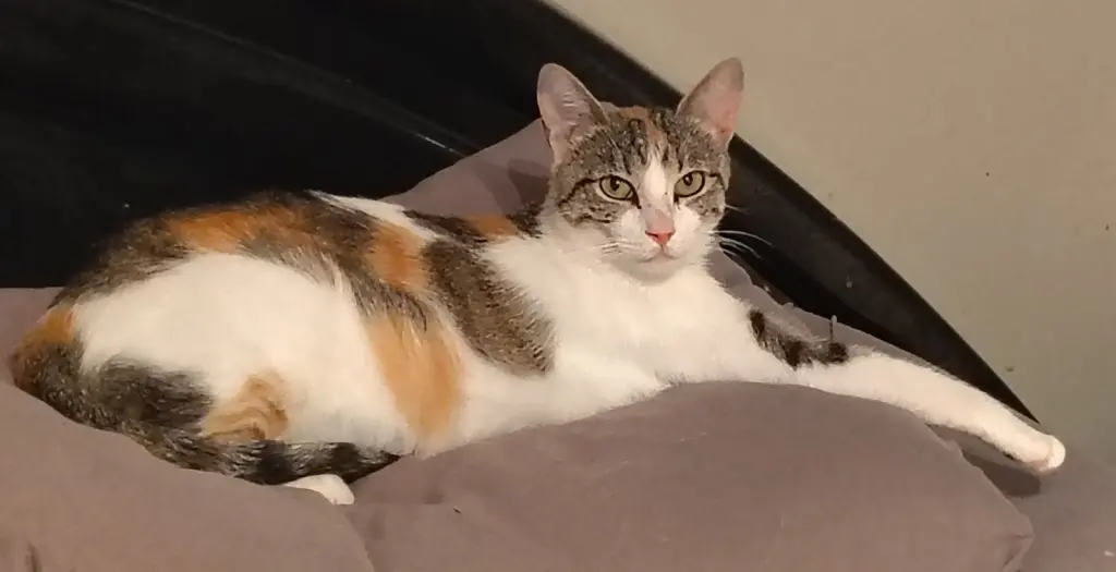 Callie