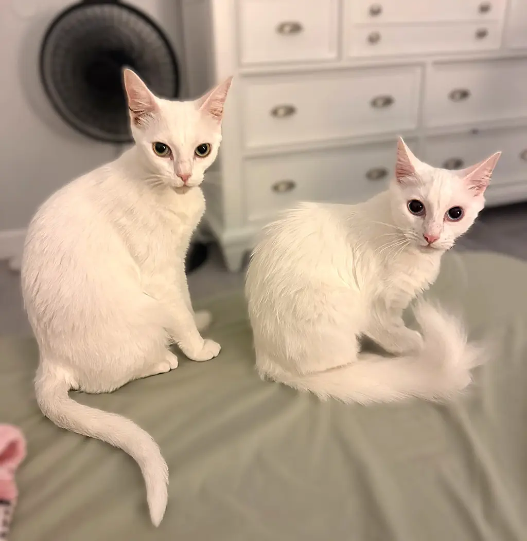Snow and Neve