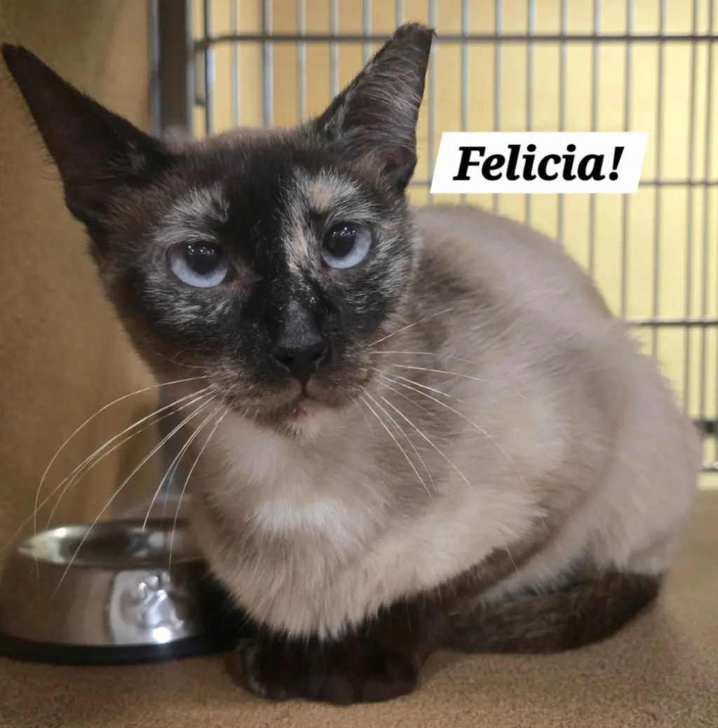 Felicia
