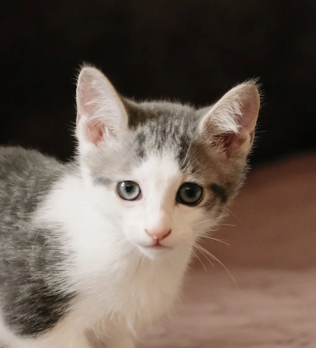 Codi (bonded w/ Denny)