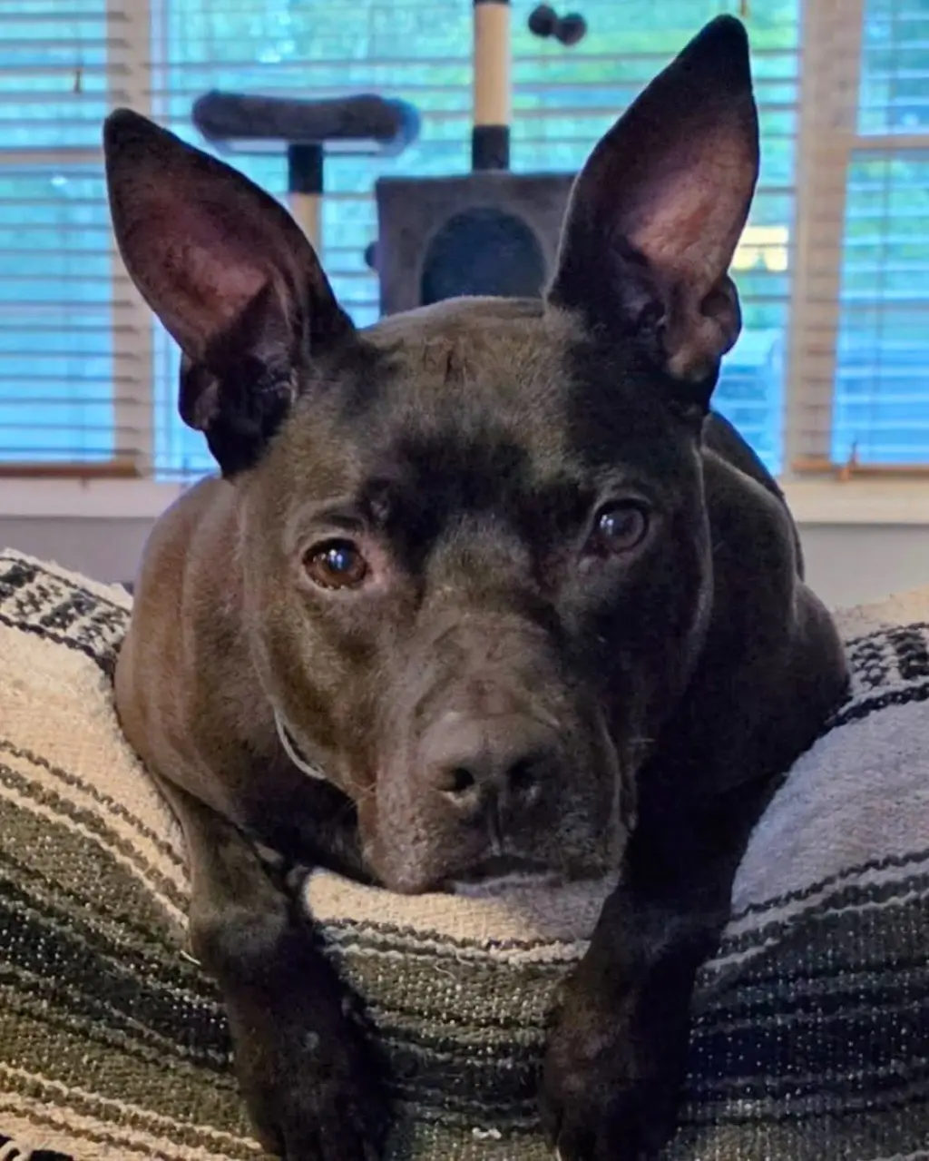 CASH