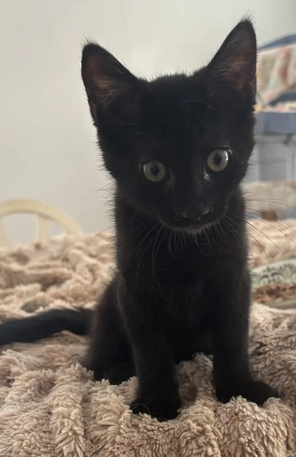 Raven KITTEN